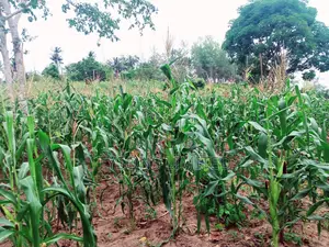 Land for Sale in Kilifi - Bomani