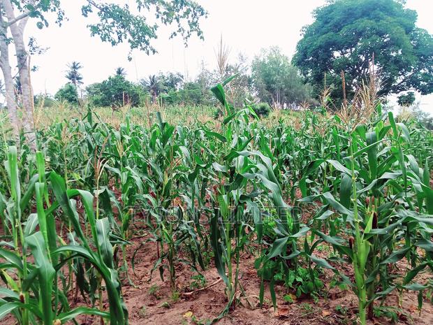 Land for Sale in Kilifi - Bomani - thumbnail 3