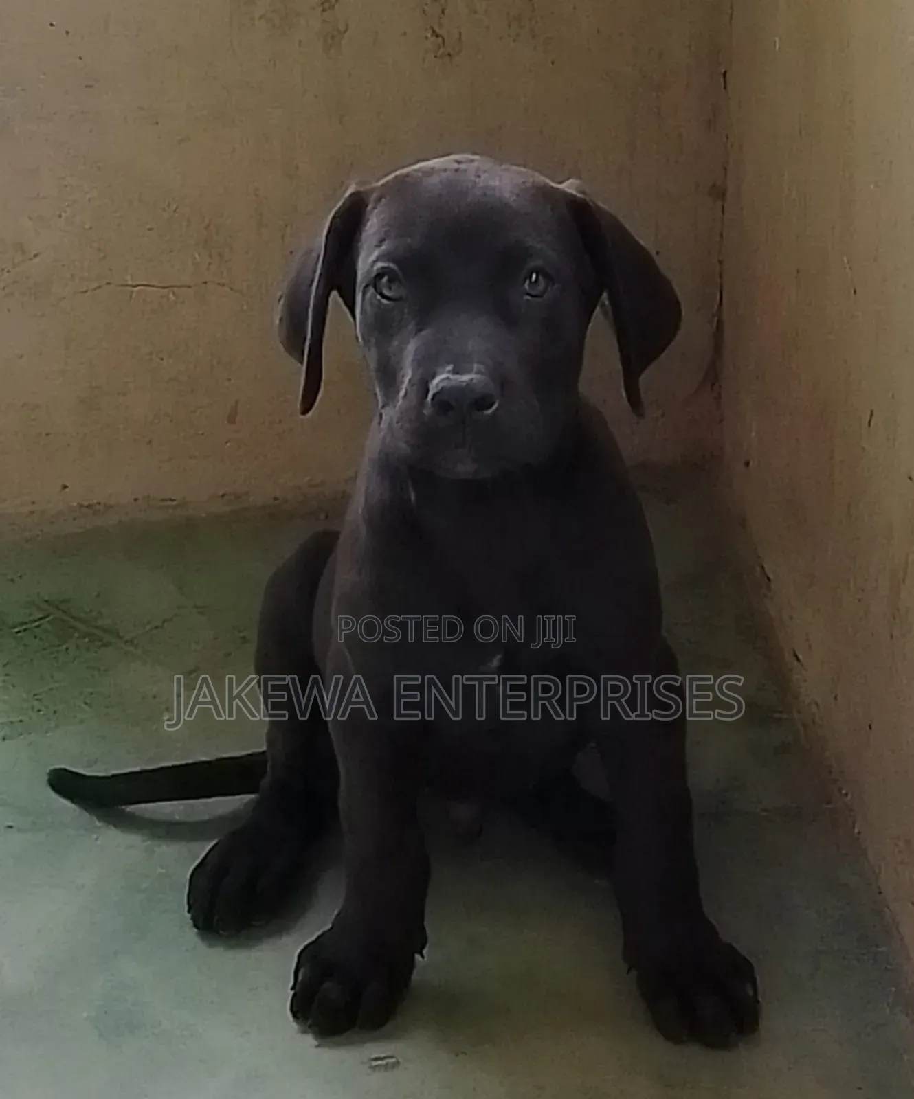 1-3 months Male Purebred Labrador Retriever