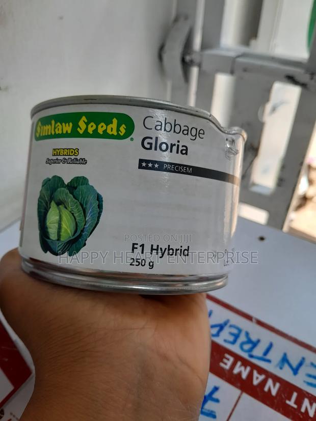Gloria F1 Cabbage 250gms - thumbnail 2