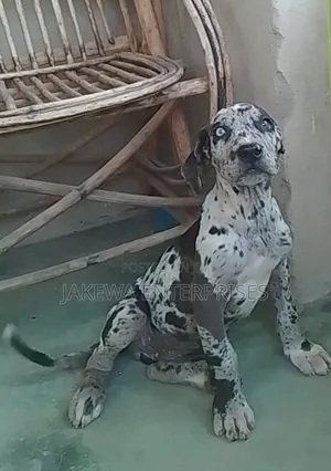1-3 months Male Purebred Great Dane