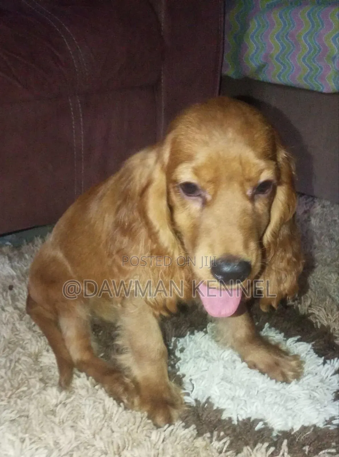 1-3 months Female Purebred Cocker Spaniel