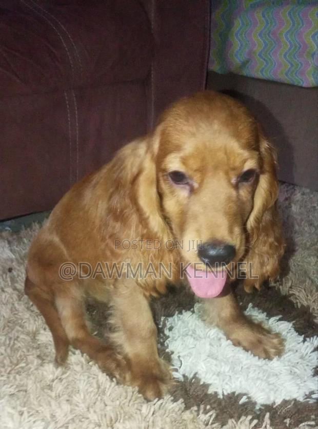 1-3 months Female Purebred Cocker Spaniel
