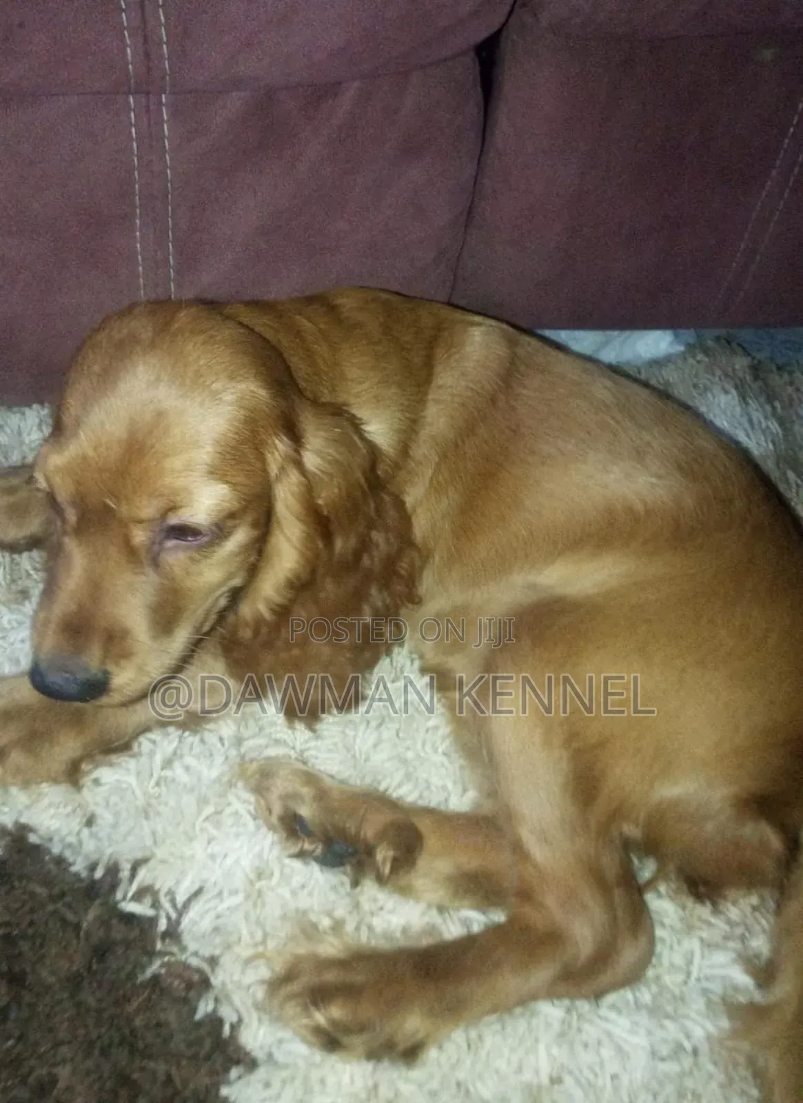 1-3 months Female Purebred Cocker Spaniel