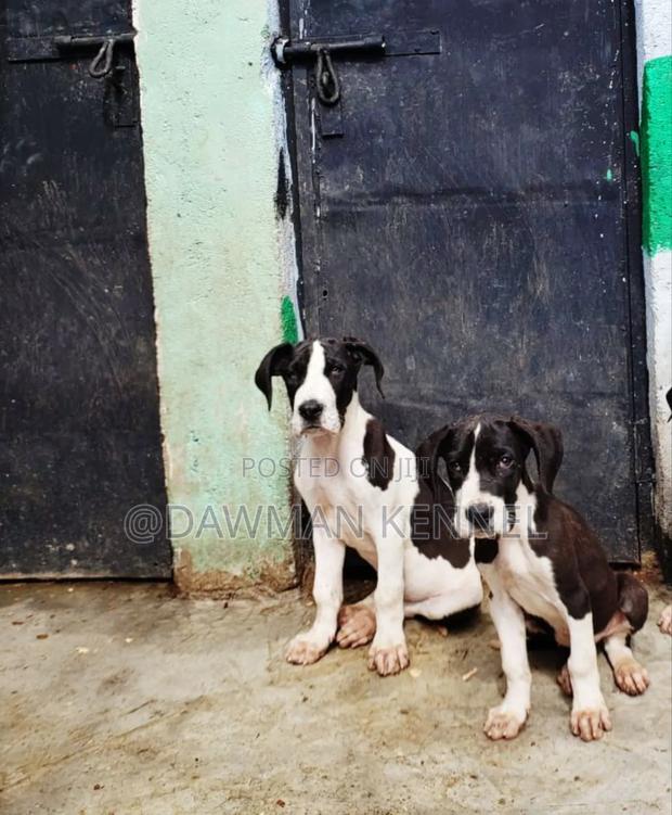 1-3 months Male Purebred Great Dane - main view