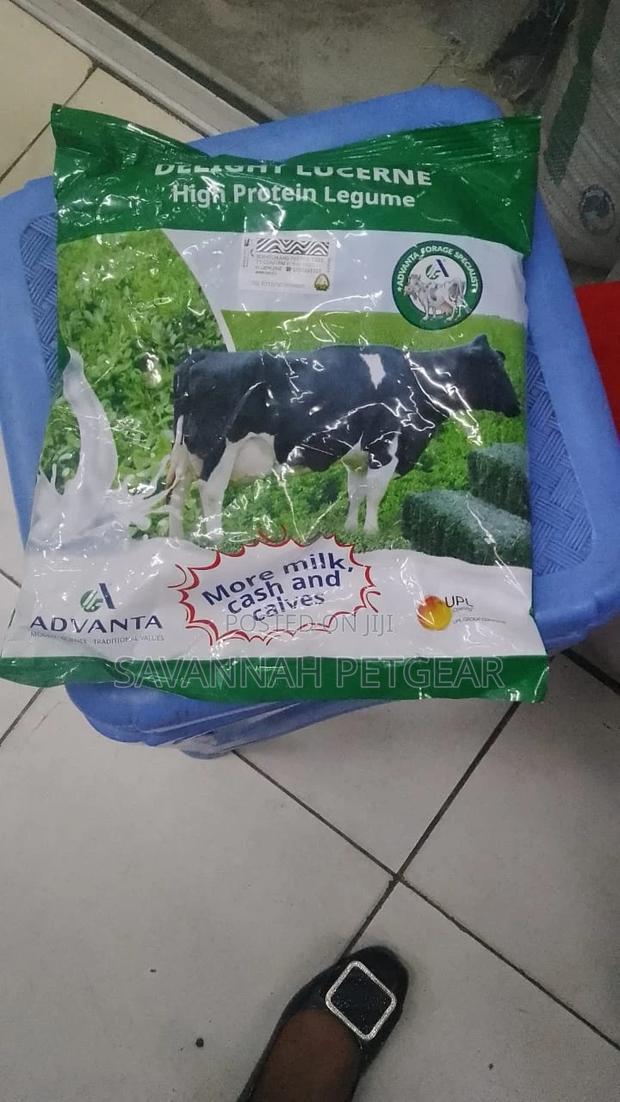 Advanta Sugargraze- Forage Sorghum 1kg - thumbnail 3
