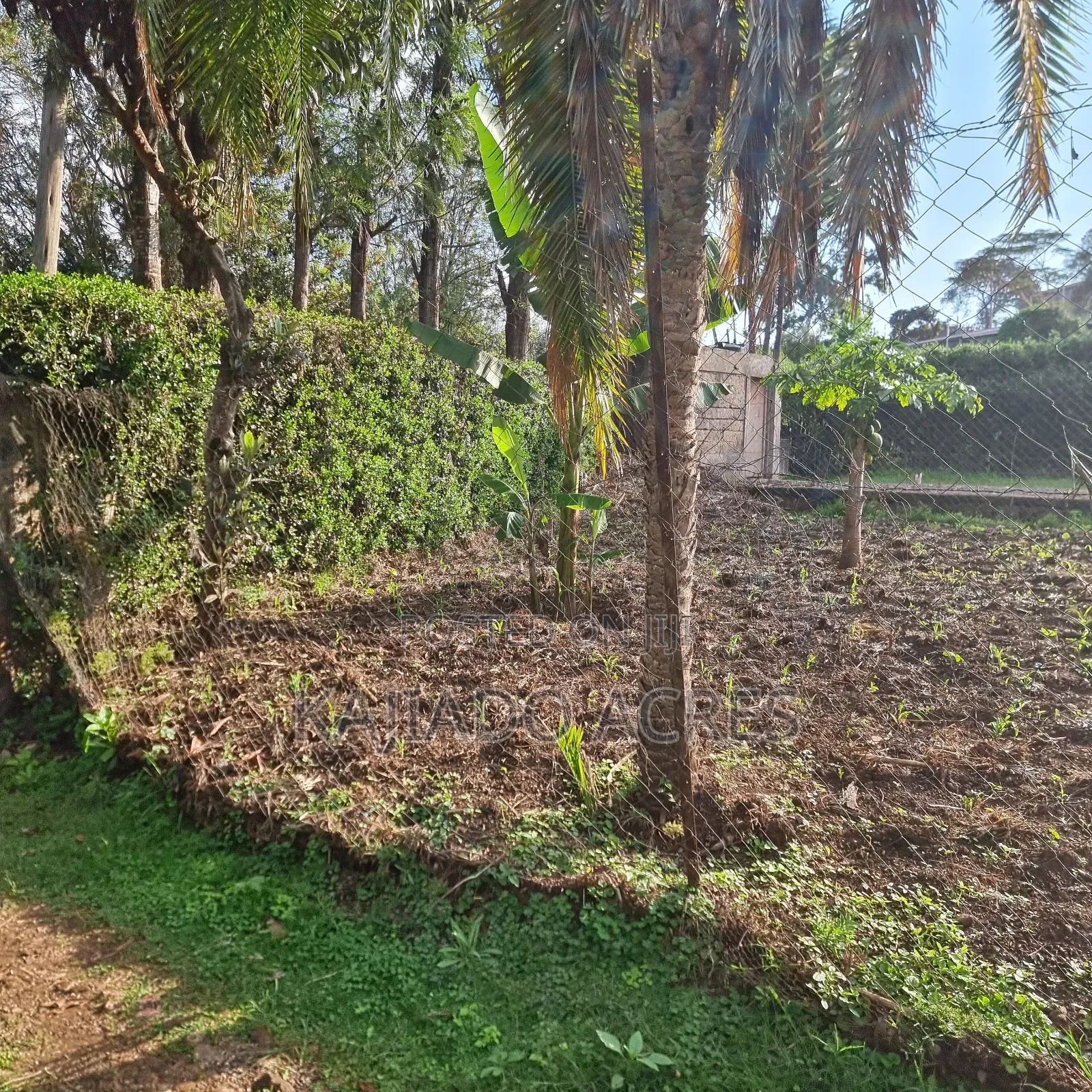 Prime 1/8 Ngong