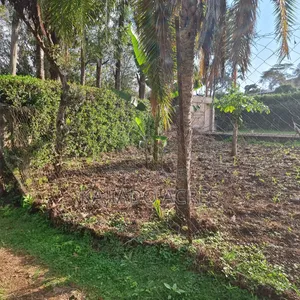 Prime 1/8 Ngong