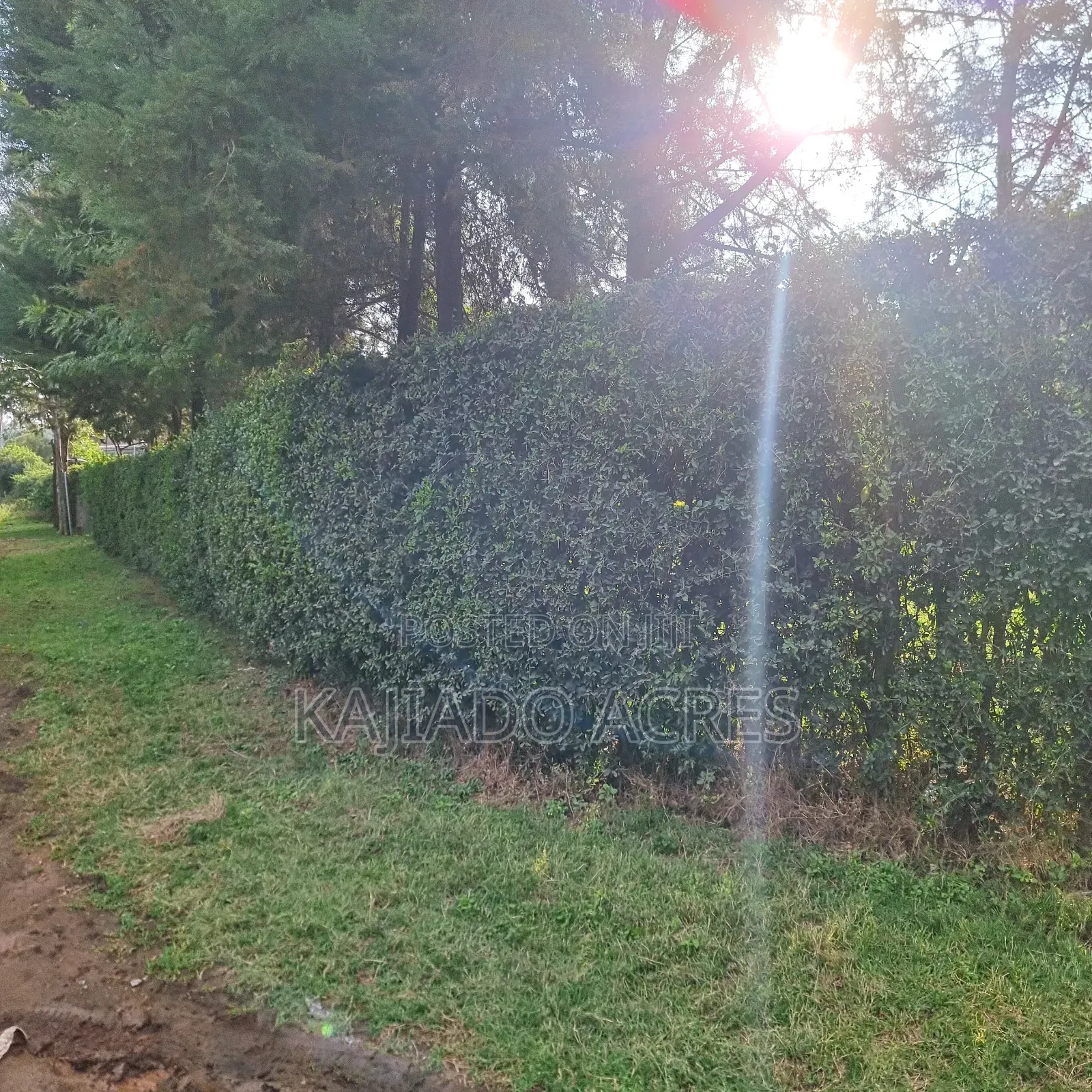 Prime 1/8 Ngong