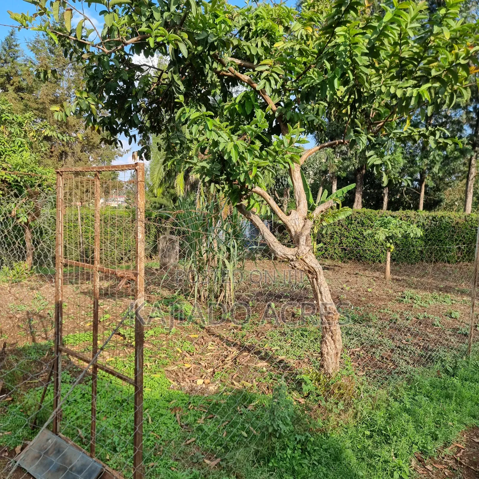 Prime 1/8 Ngong