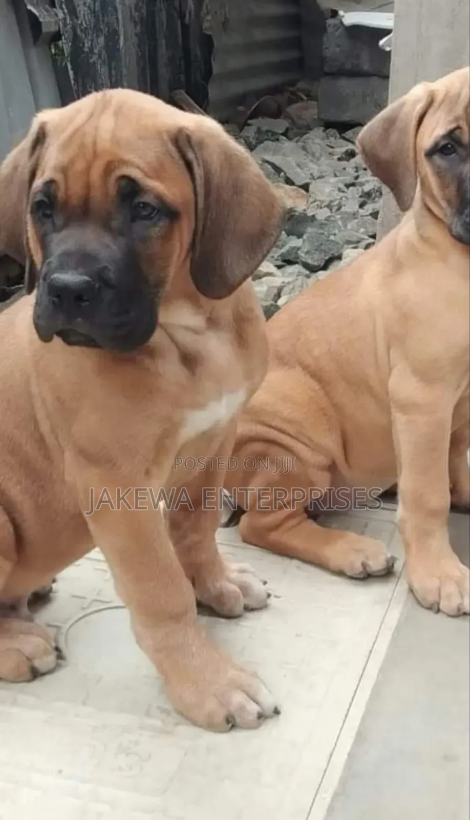 1-3 months Male Purebred Boerboel