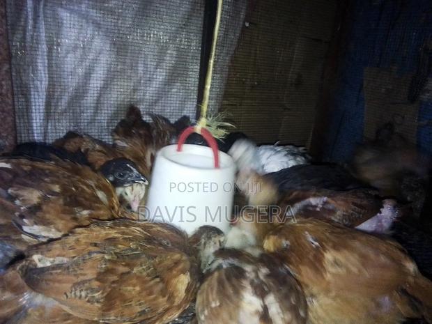 1 Month Old F1 Rainbow Rooster Chicks - Kukuchic - thumbnail 5