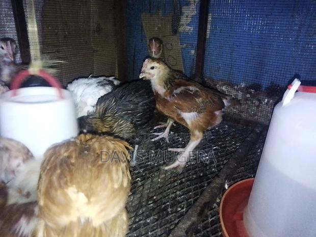 1 Month Old F1 Rainbow Rooster Chicks - Kukuchic - thumbnail 4