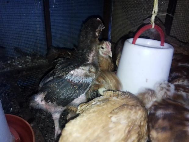 1 Month Old F1 Rainbow Rooster Chicks - Kukuchic - thumbnail 6