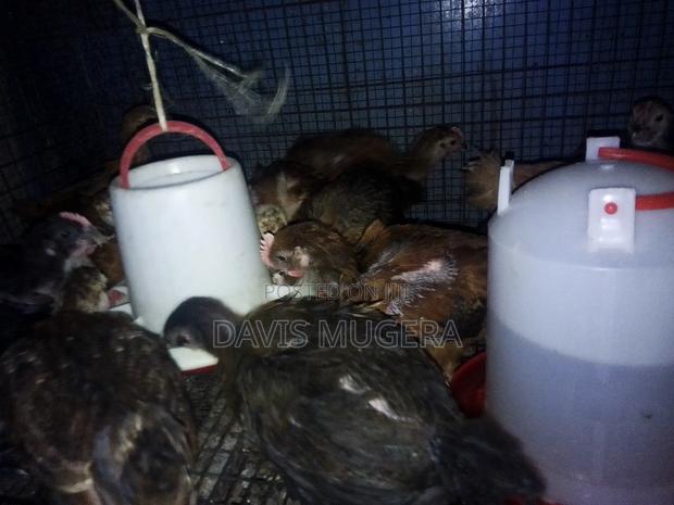 1 Month Old F1 Rainbow Rooster Chicks - Kukuchic - thumbnail 7