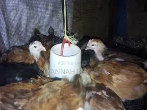 1 Month Old F1 Rainbow Rooster Chicks - Kukuchic