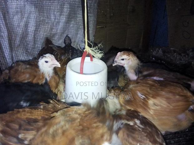 1 Month Old F1 Rainbow Rooster Chicks - Kukuchic - main view