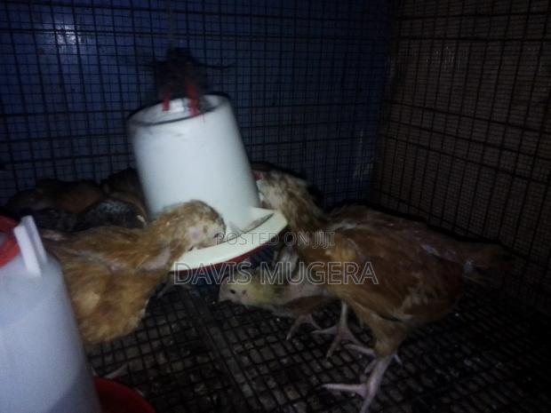 1 Month Old F1 Rainbow Rooster Chicks - Kukuchic - thumbnail 8