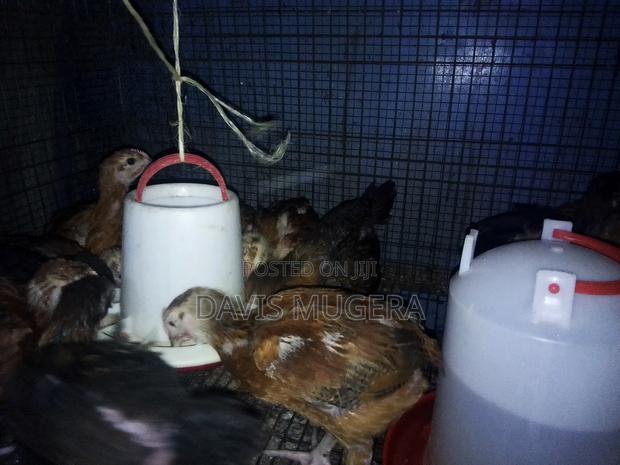 1 Month Old F1 Rainbow Rooster Chicks - Kukuchic - thumbnail 9