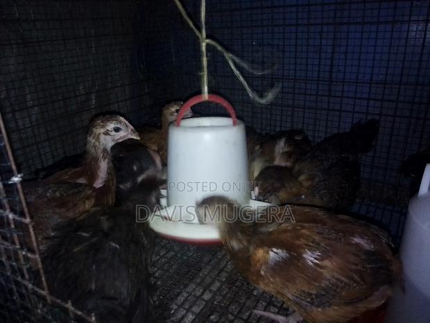 1 Month Old F1 Rainbow Rooster Chicks - Kukuchic - thumbnail 3