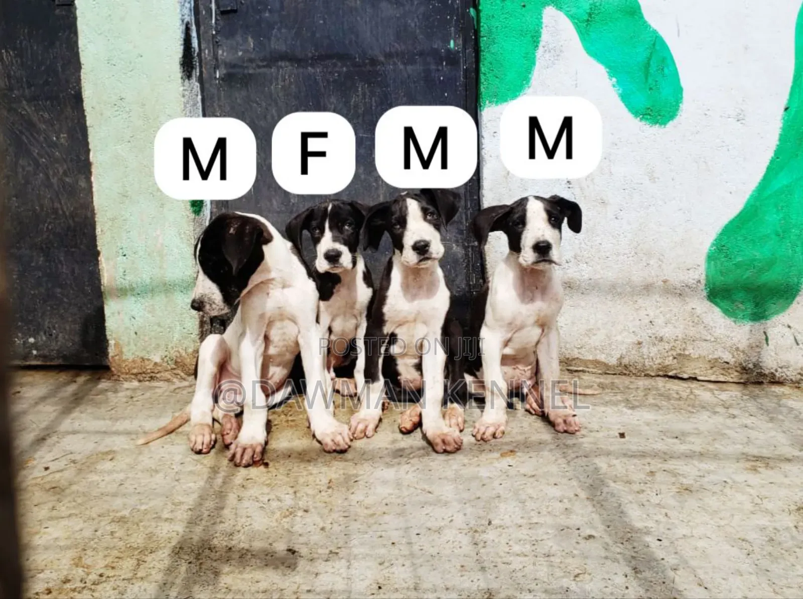 1-3 months Male Purebred Great Dane