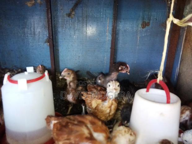 F1 Rainbow Rooster Chicks From Kukuchic - 1 Month Old - thumbnail 2
