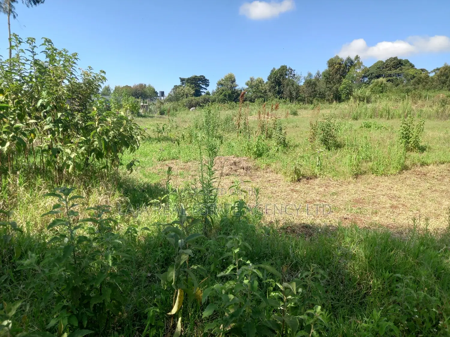 A Must Land for Sale.