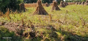 Plot for Sale in Chepkanga Eldoret