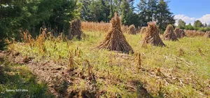 Plot for Sale in Chepkanga Eldoret
