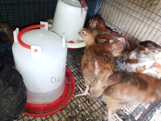 F1 Rainbow Rooster Chicks From Kukuchic - 1 Month Old