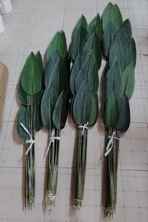 Banana Plants Available Variety of Sizes