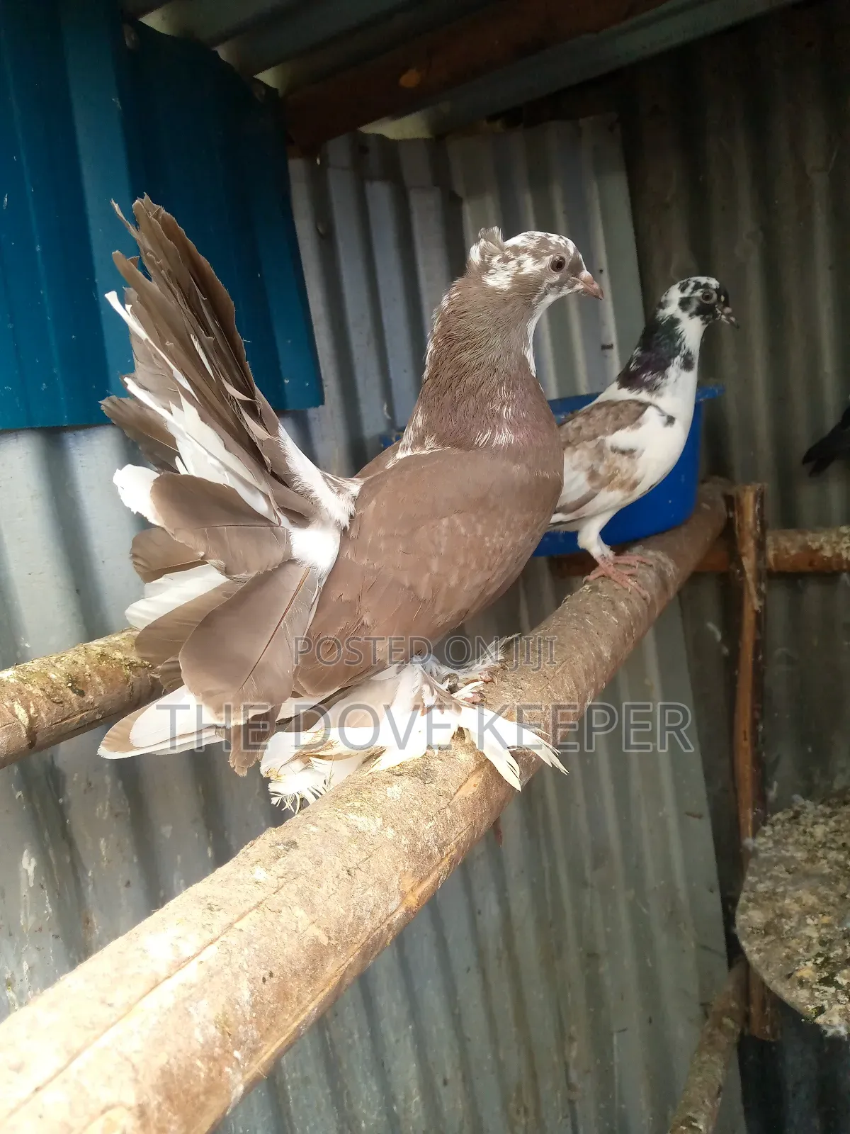 Home Doves