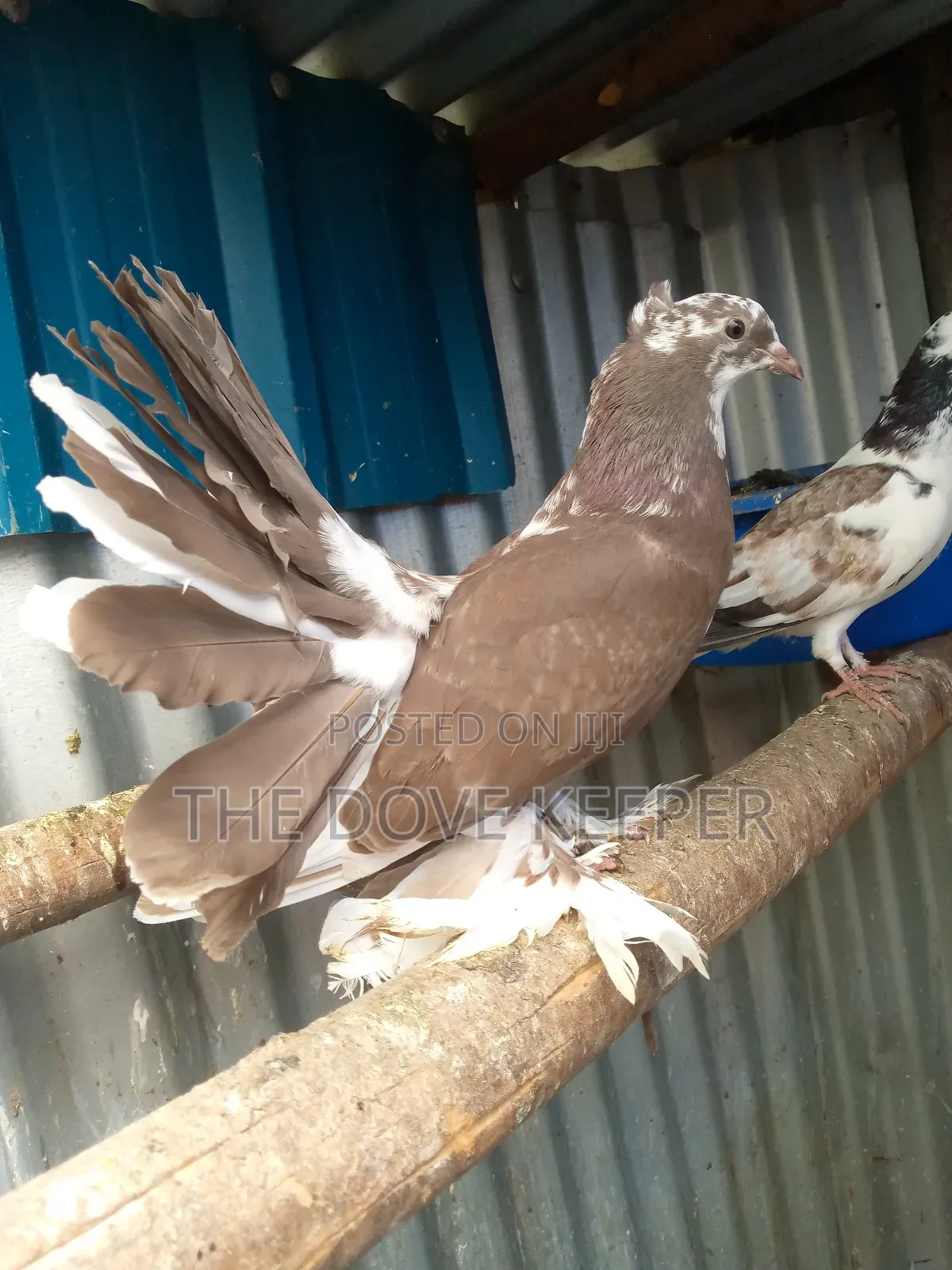 Home Doves