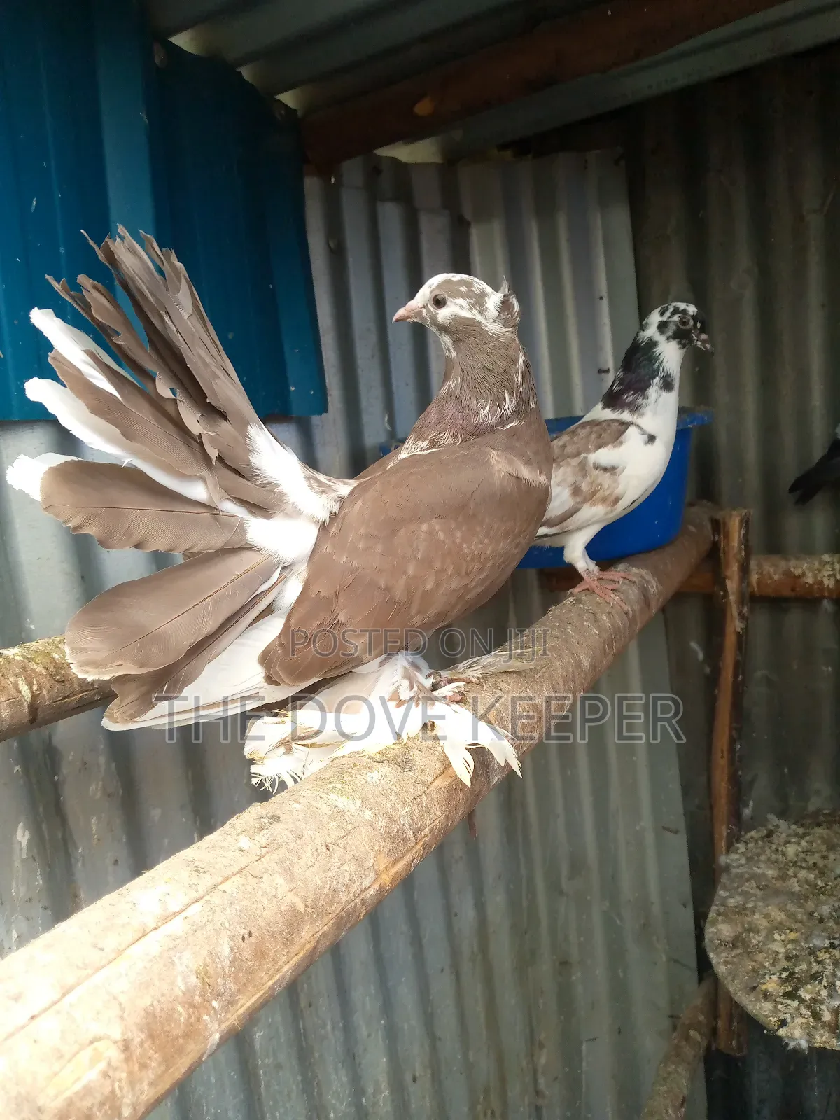 Home Doves