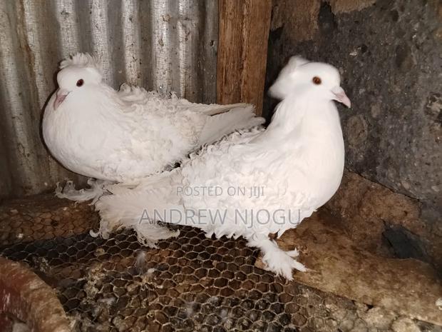 Mature and Quality Frillbacks Pair - main view