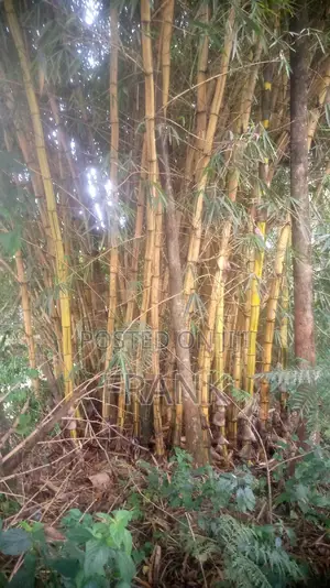 Mature Bamboo