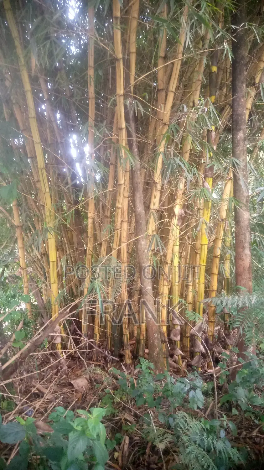 Mature Bamboo