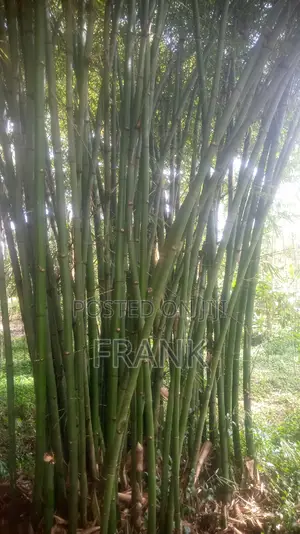 Mature Bamboo