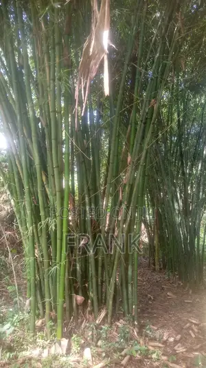 Mature Bamboo