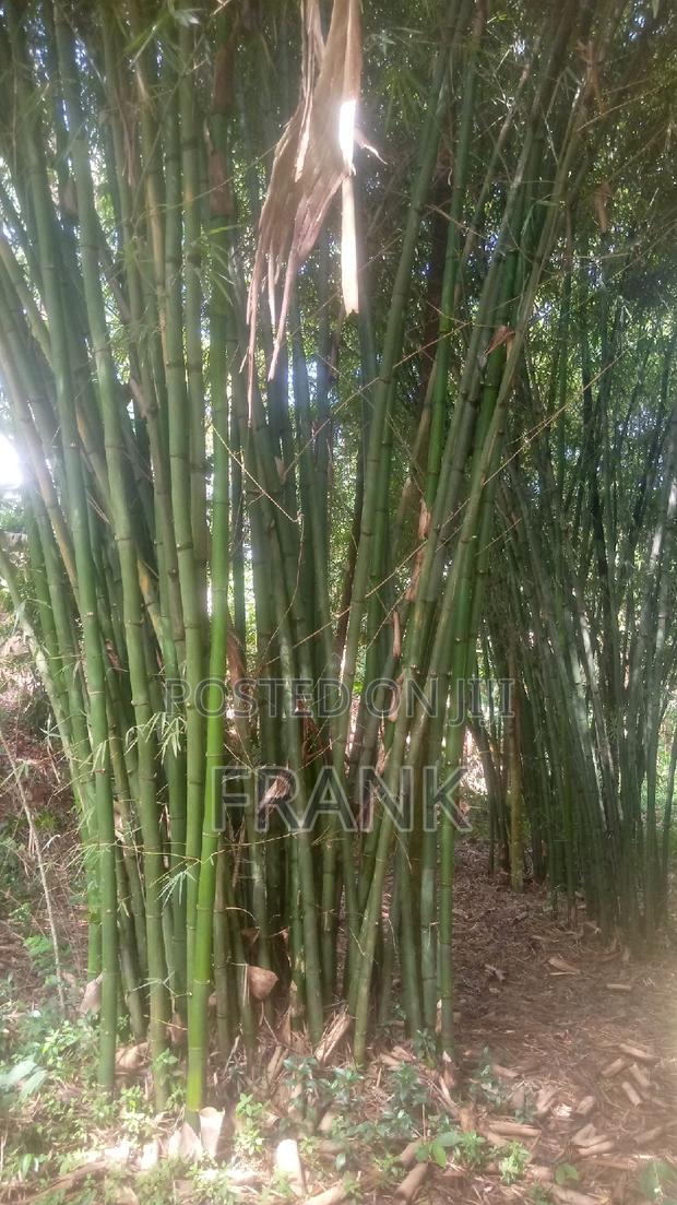 Mature Bamboo - thumbnail 4