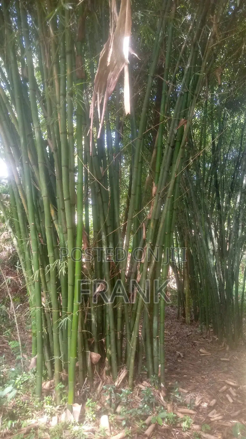 Mature Bamboo