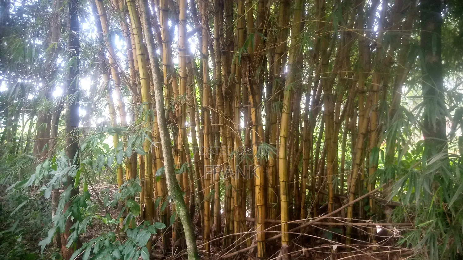 Mature Bamboo