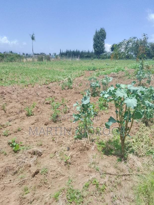 3.5 Acres Nyamathi, Naivasha - thumbnail 5