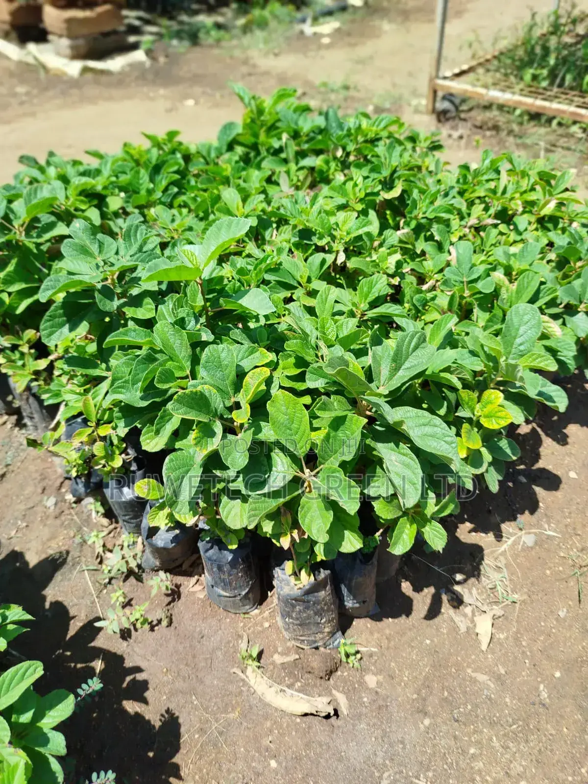 Chocolate Berry