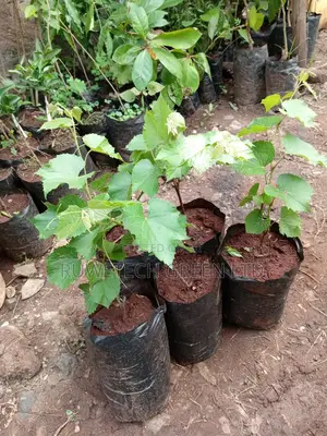 Red Grapes Seedlings