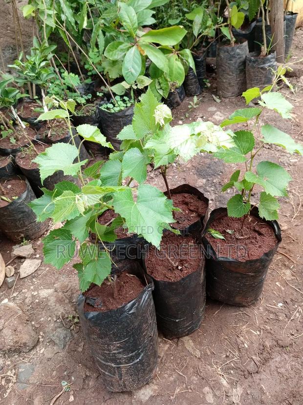 Red Grapes Seedlings - main view