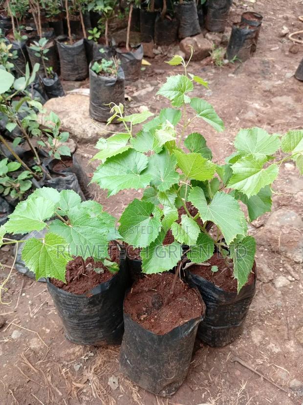 Red Grapes Seedlings - thumbnail 3
