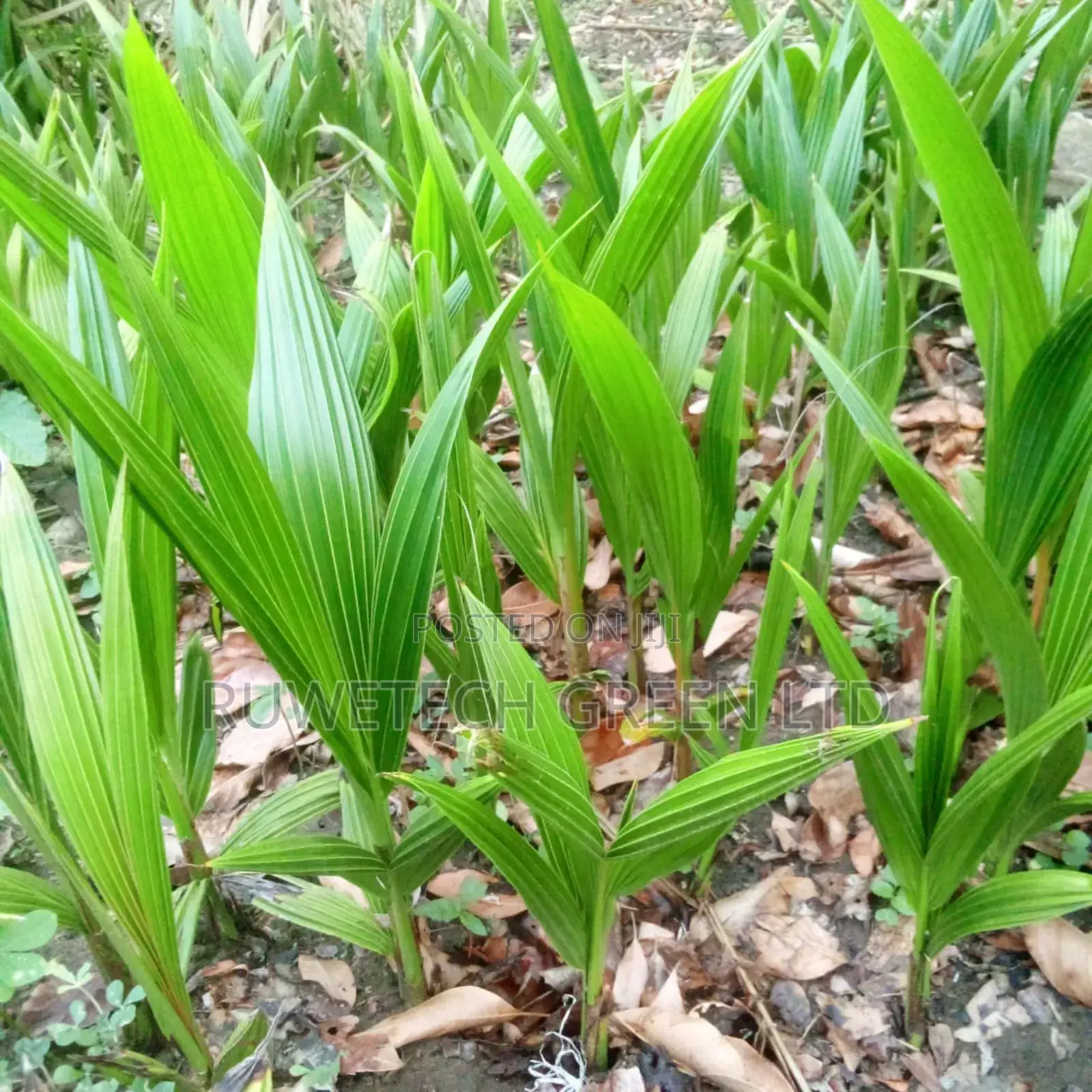 African Tall Coconut Seedlings