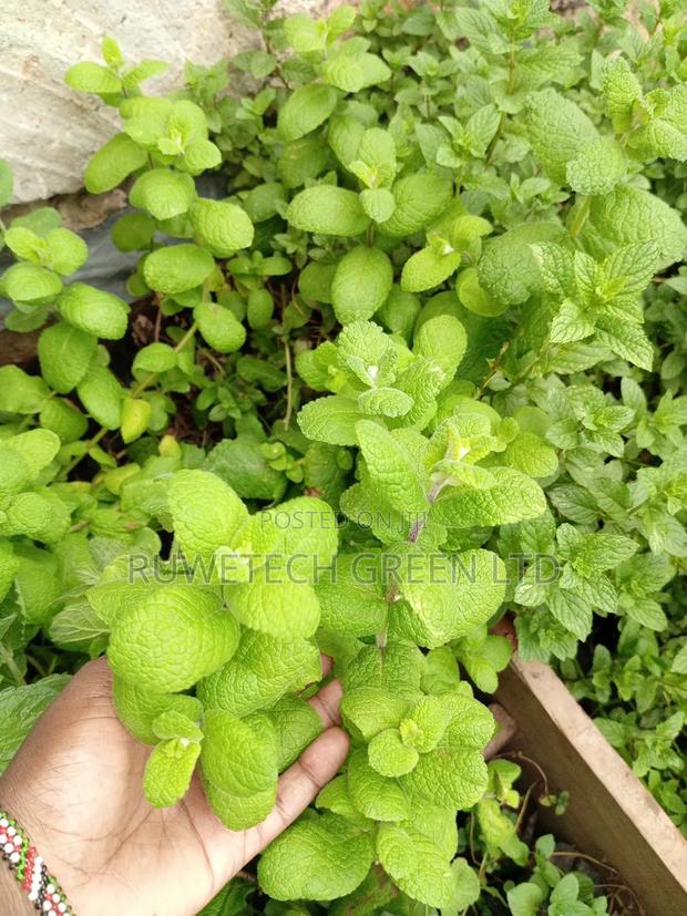 Apple Mint - main view