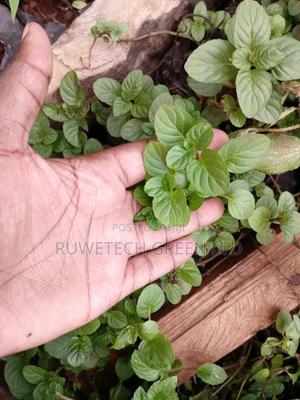 Chocolate Mints - thumbnail 2